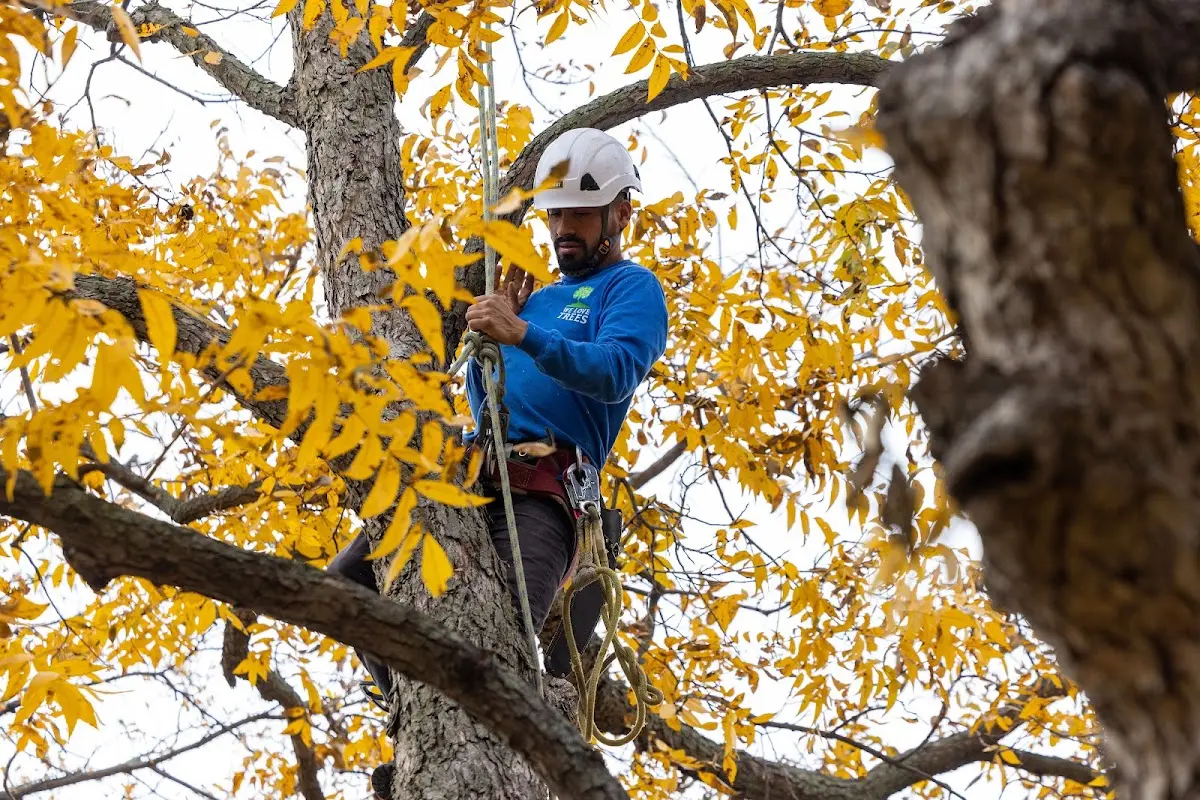 Skilled Tree Planting crew working in Ghent