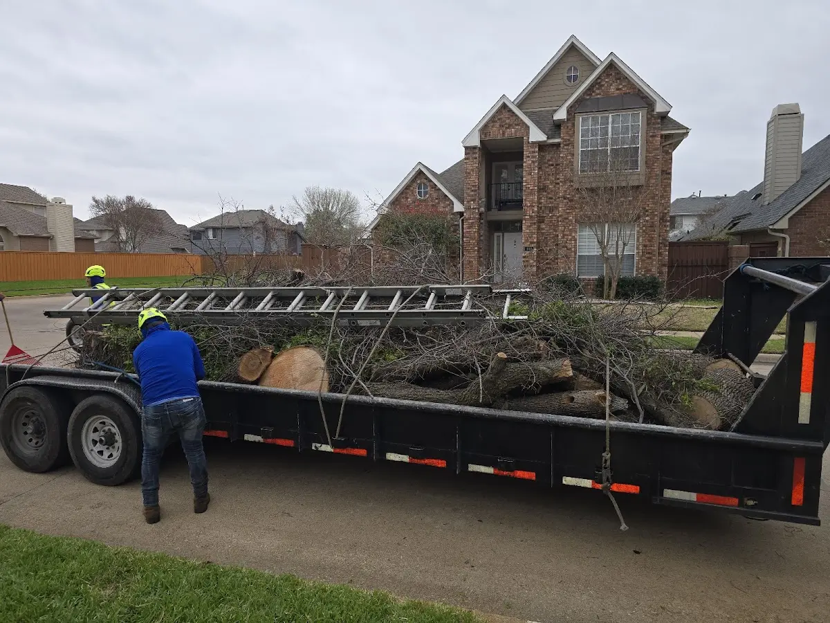 Expert Tree Removal with proper safety equipment in Ghent